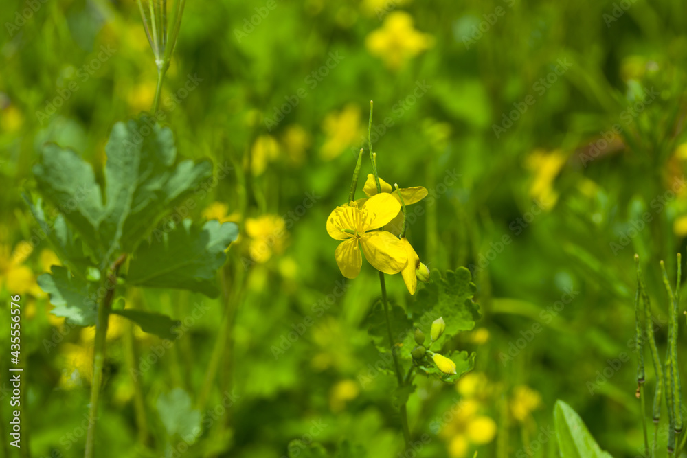 Flowering yellow celandine plant in forest. Flowering yellow celandine plant in forest.