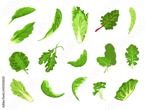 Salad leaves. Green fresh farm food, lettuce, cabbage, arugula, cress and kale. Healthy microgreen sprout, organic leaf vegetable vector set