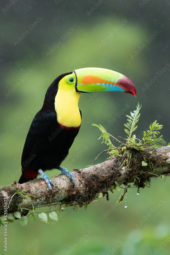 Fototapeta premium Wildlife from Costa Rica, tropical bird. Toucan sitting on the branch in the forest, green vegetation. Nature travel holiday in central America. Keel-billed Toucan, Ramphastos sulfuratus.