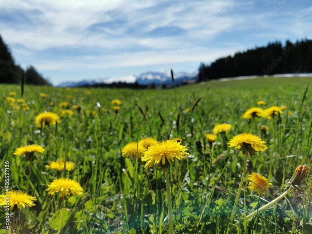 Obraz premium dandelion in green field with mountain background.