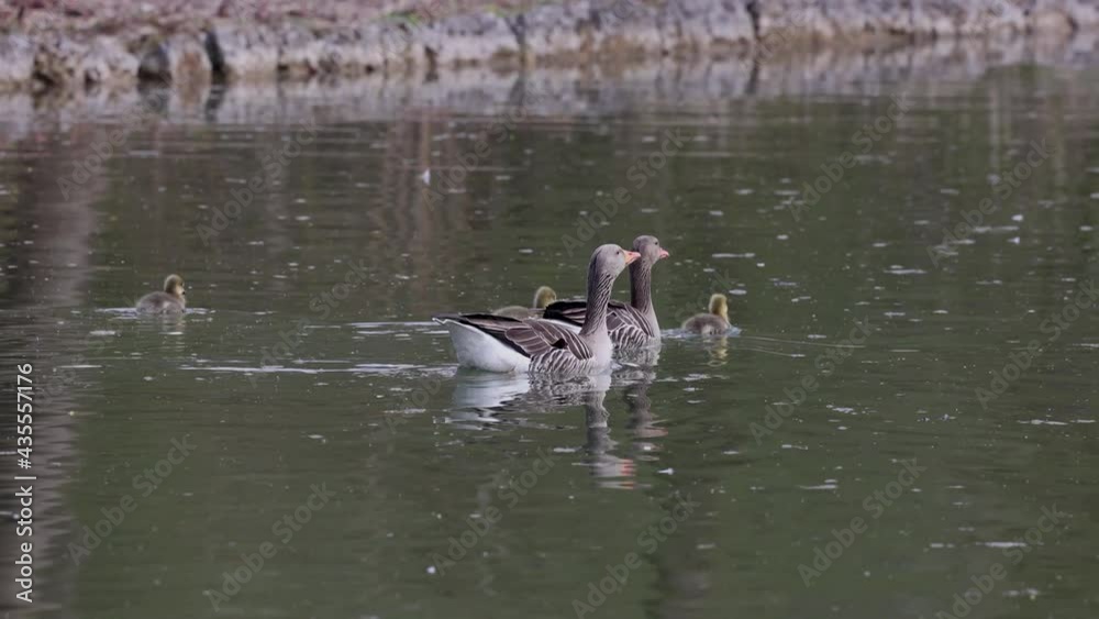 Family of greylag geese with small babies. The greylag goose, Anser anser is a large goose species of the waterfowl family Anatidae Family of greylag geese with small babies. The greylag goose, Anser anser is a large goose species of the waterfowl family Anatidae