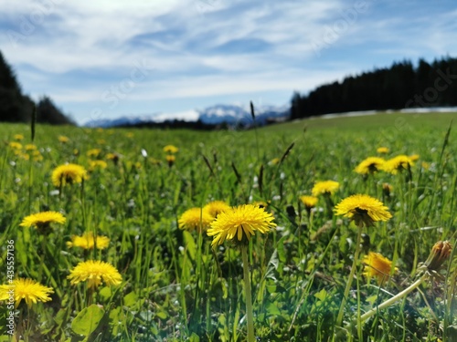 dandelion in green field with mountain background.