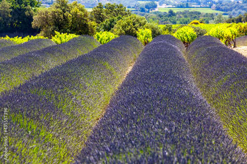 lavender in Provence France © markrhiggins