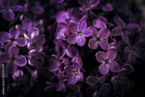 lilac blossom. Spring violet flowers, background with lilac flowers. © sola_sola