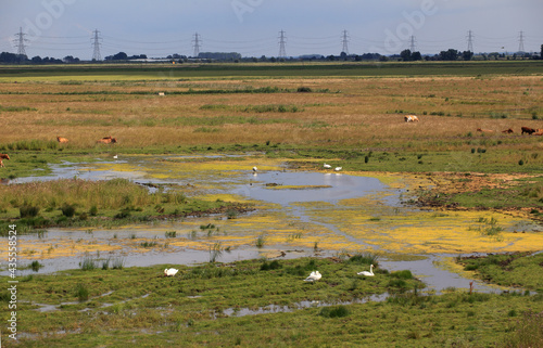 Habitat shot in Summer of the Welney WWT Reserve floodplain marsh, Norfolk, UK.