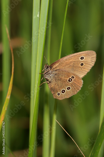 Ringlet butterfly, (Aphantopus hyperantus), basking on grass with closed wings, Norfolk, UK.