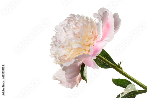 Delicate pink peony flower isolated on pink background.