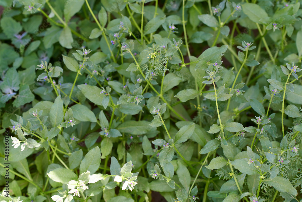 Young asperugo procumbens with small violet flowers background Young asperugo procumbens with small violet flowers background