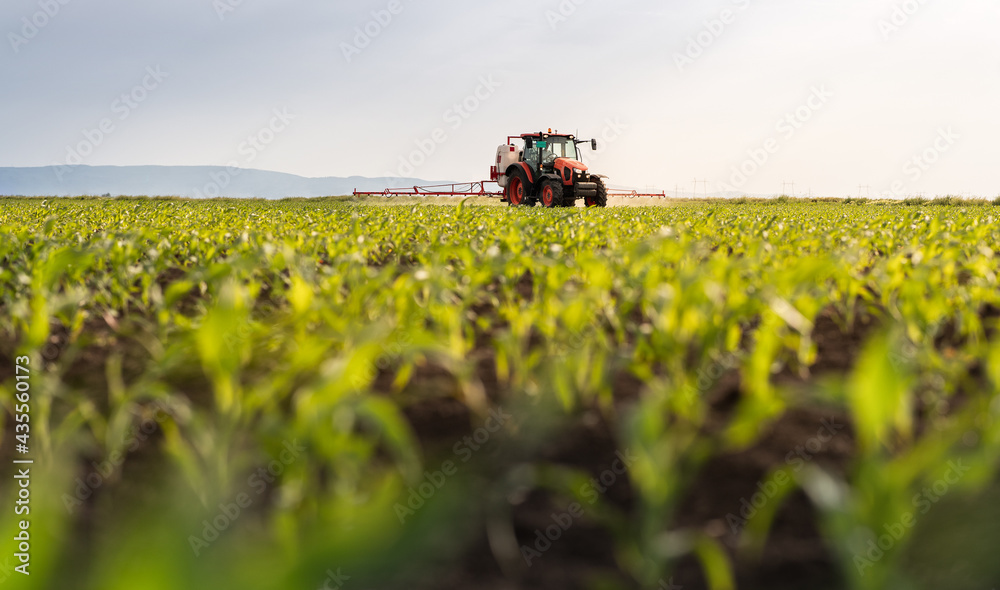 Fototapeta premium Tractor spraying corn field