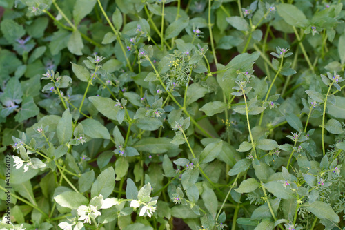 Young asperugo procumbens with small violet flowers background