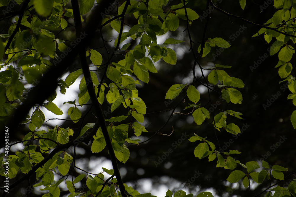 Fototapeta premium Feuilles de hêtre commun (fagus sylvatica) 1
