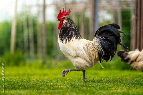 Fototapeta Lakenfelder rooster in the meadow