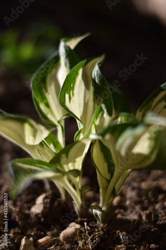 Funkie (Hosta)