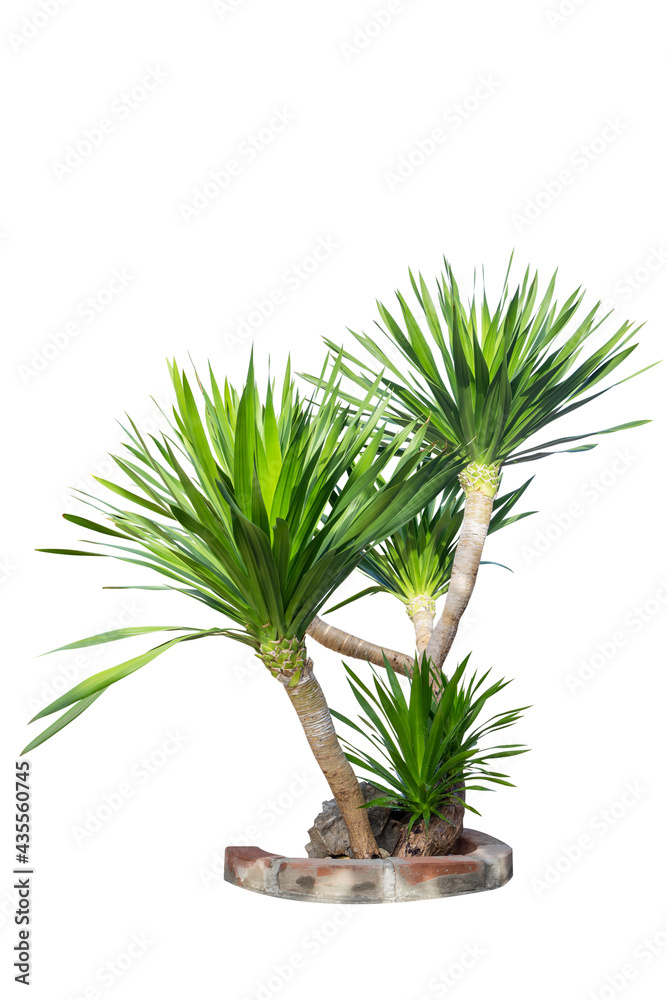 Single green tree with clipping path on white background Single green tree with clipping path on white background