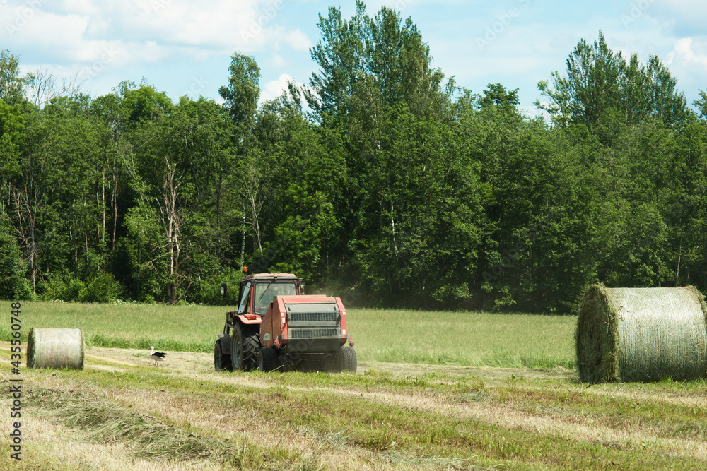Obraz premium agricultural field during hay harvesting and making bales for livestock