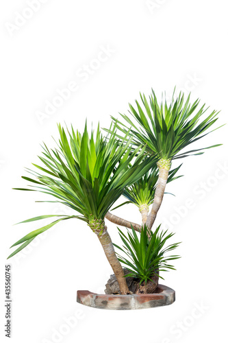 Single green tree with clipping path on white background