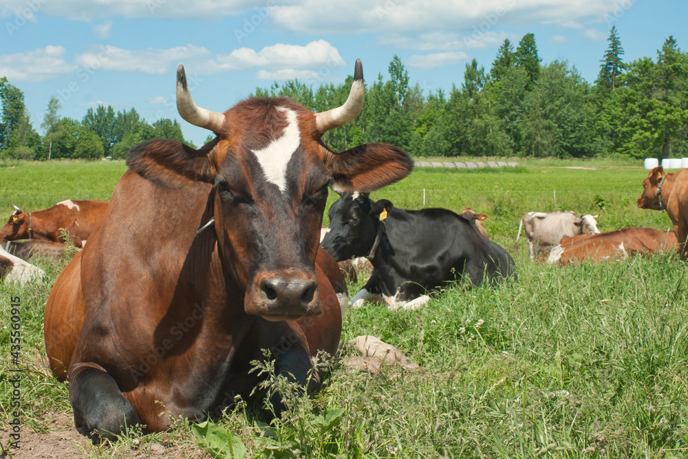 Cow resting on a farm field against the background of summer countryside. Raising cows and cattle for milk and meat production.