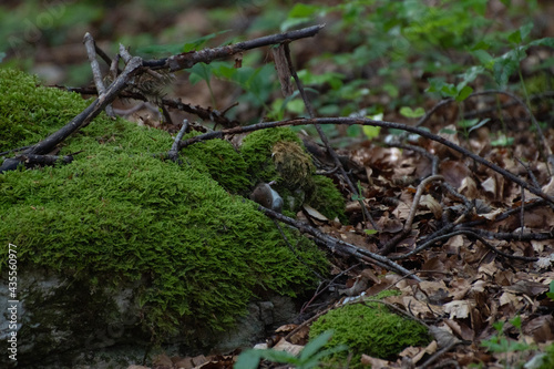 Campagnol des bois (Myodes glareolus) 3
