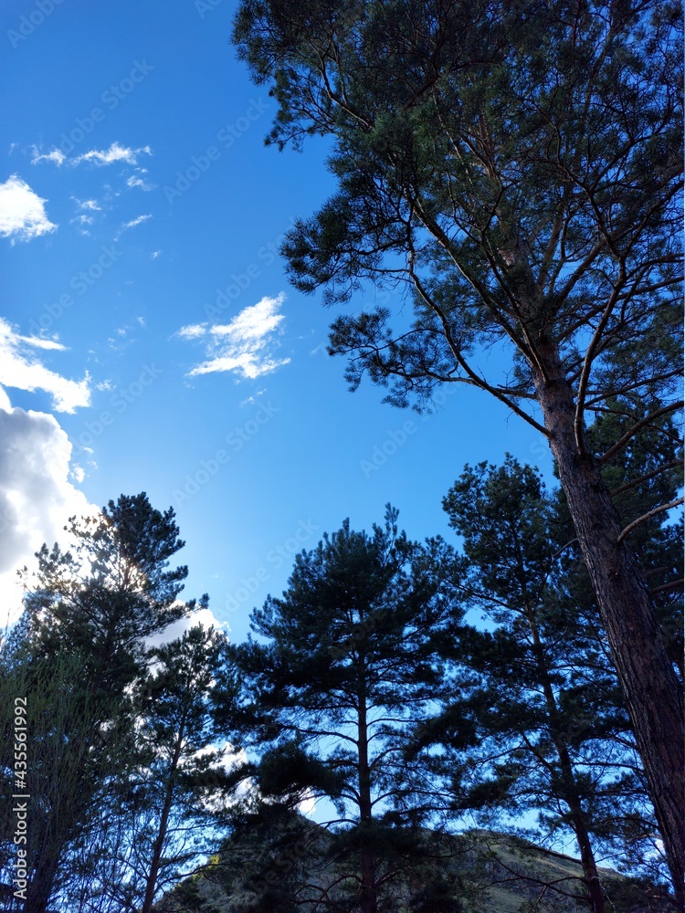 Fototapeta premium Pine trees and sky