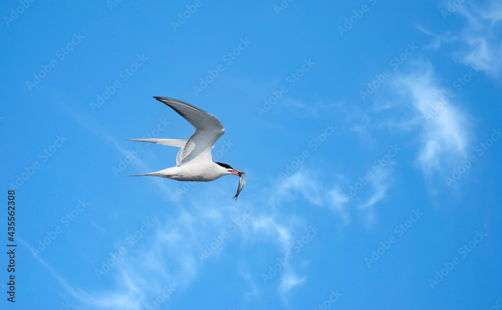 Obraz premium A Common Tern flying on a blue sky with a small fish in its mouth