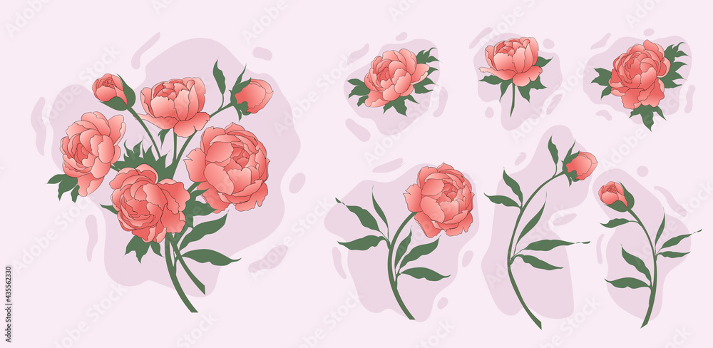 Set of peonies with leaves. Bouquet of flowers. Floral elements for design. Vector illustration