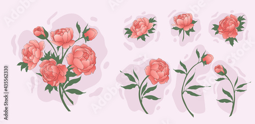 Set of peonies with leaves. Bouquet of flowers. Floral elements for design. Vector illustration