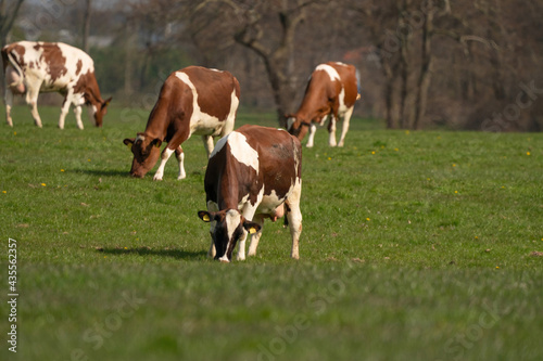 Red and white cows graze in green grassy Dutch meadow