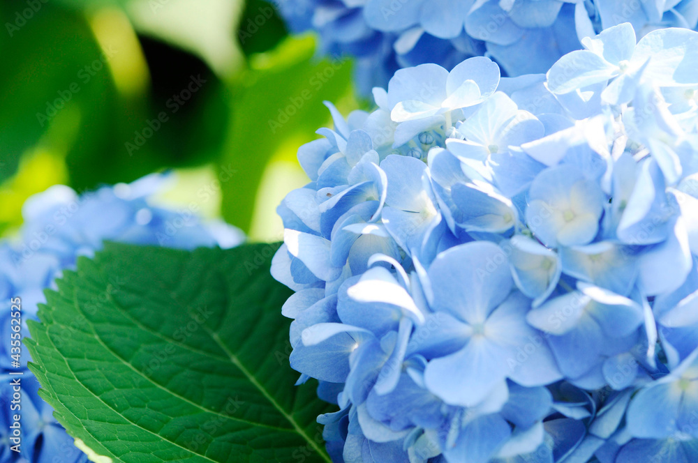 青色の花 紫陽花 青色の花 紫陽花