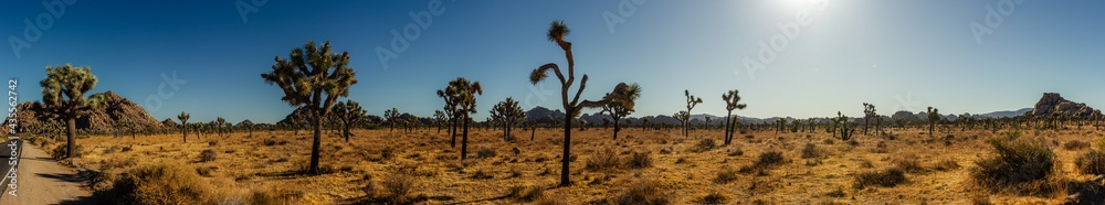 Panorama shot of many joshua trees in dry deser bush and road in national park in america