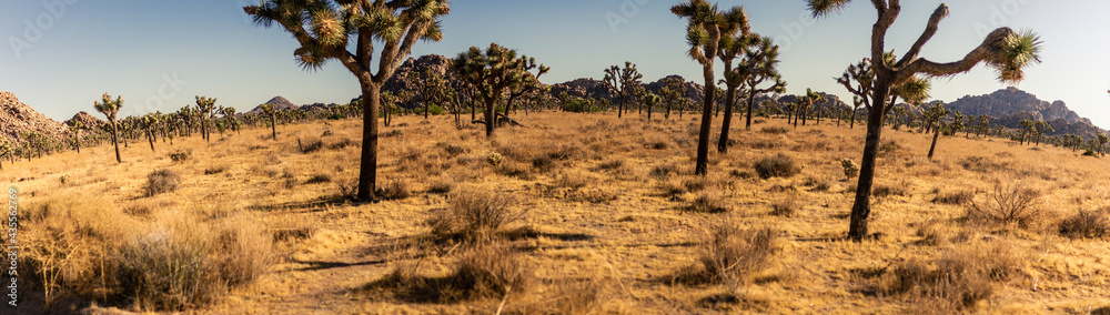 Panorama shot of many joshua trees in dry deser bush in national park in america