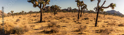 Panorama shot of many joshua trees in dry deser bush in national park in america