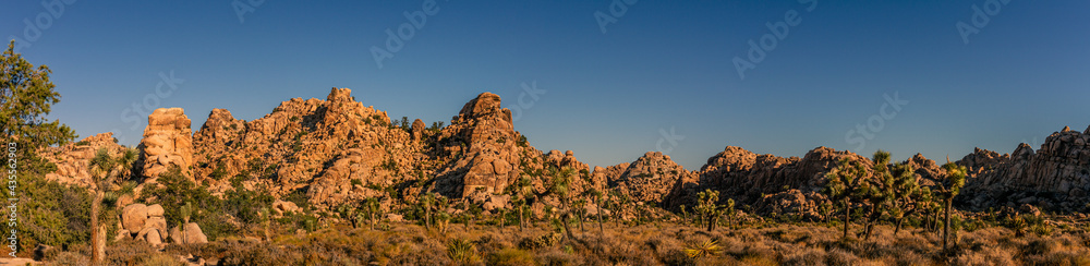 Panorama shot of many joshua trees in dry deser bush with rock hills in national park in america