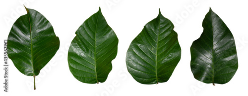 Isolated green leaves of santol tree In a white background
