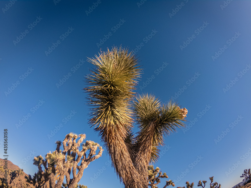 Obraz premium Close up of detail of thorns of green part joshua tree against blue sky at morning sun in america