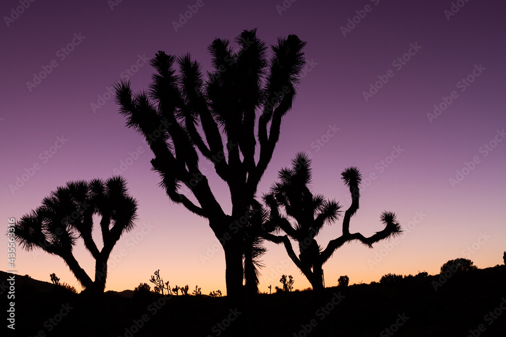 Obraz premium Close up of silhouette of three joshua trees on horizon against colored orange, violet, purple sunset sky in america