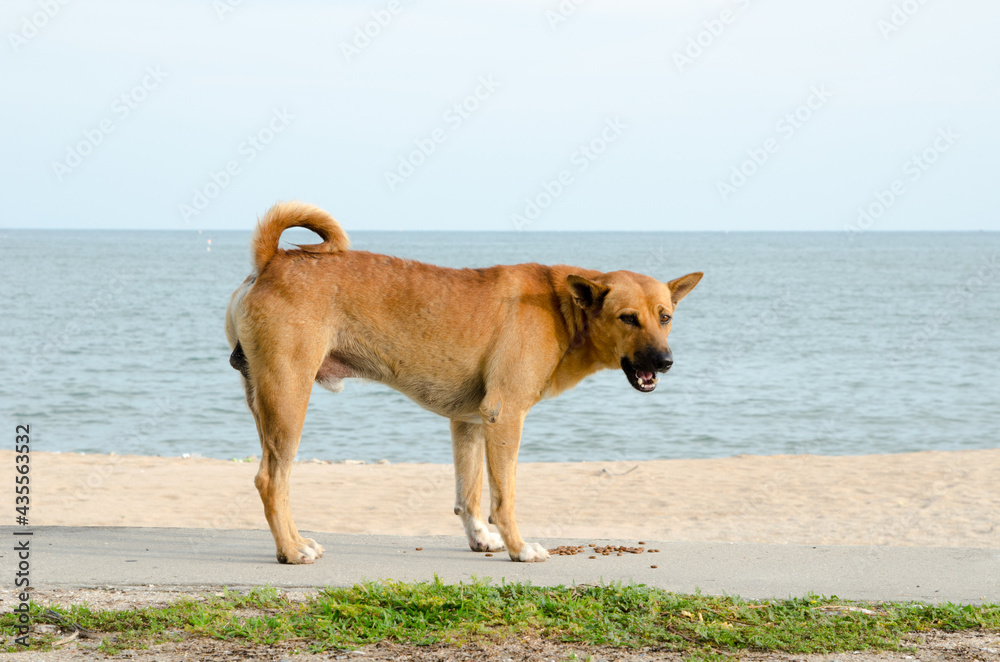 Dogs eat food by the sea Dogs eat food by the sea