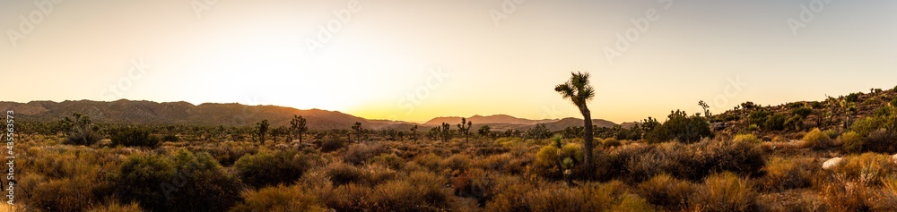 Panorama shot of joshua trees in dry desert nature of national park in america at sunset