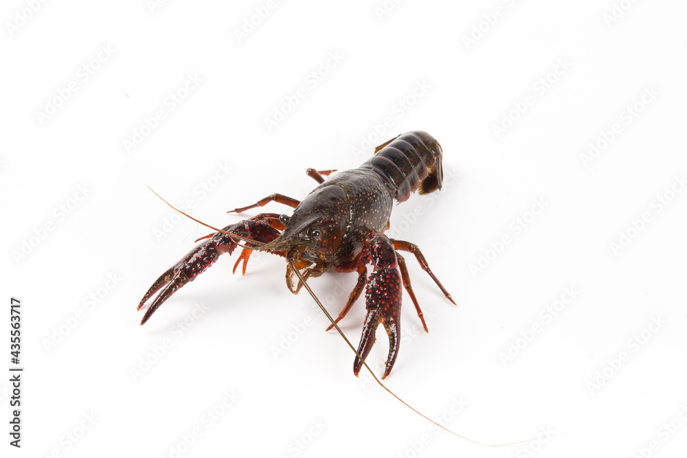 Live crayfish close up isolated on a white background. Live crayfish close up isolated on a white background.