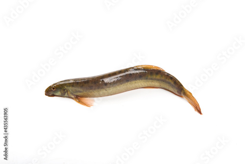 Fresh live loach isolated on white background