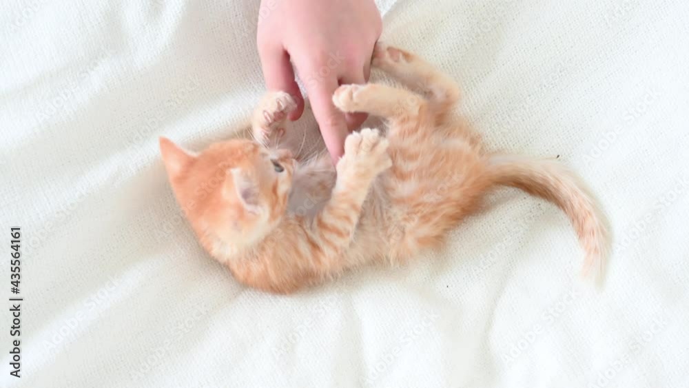 little cute ginger kitten cat funny playing close-up on a white background. High quality 4k footage little cute ginger kitten cat funny playing close-up on a white background. High quality 4k footage