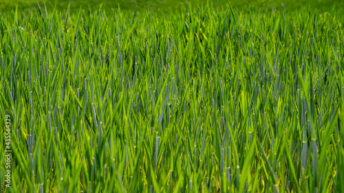 Green grass background. Sunny summer day