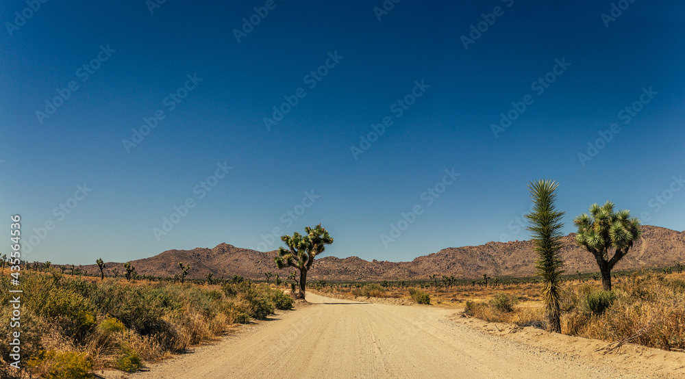 Dusty sandy road in desert with joshua tree cactus and mountain in desert, joshua tree national park in California, america