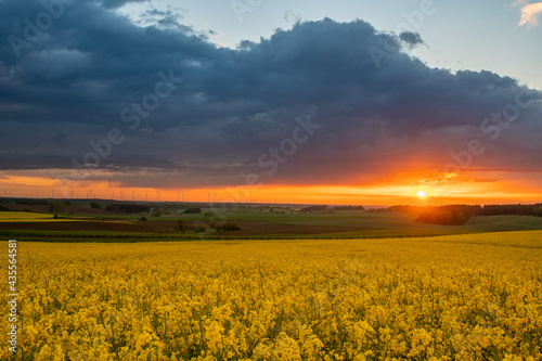 Beautiful sunset over a field of flowering rapeseed
