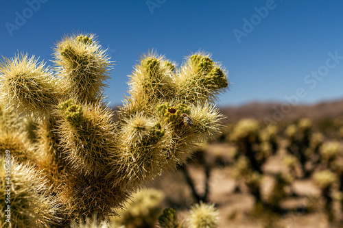Close up of yellow and green cactus branch and spikes with blurry background in mojave desert, California