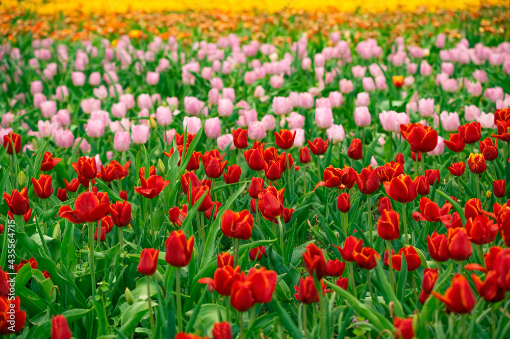 Tulip field in the Netherlands with beautifully colored blooming tulips Tulip field in the Netherlands with beautifully colored blooming tulips