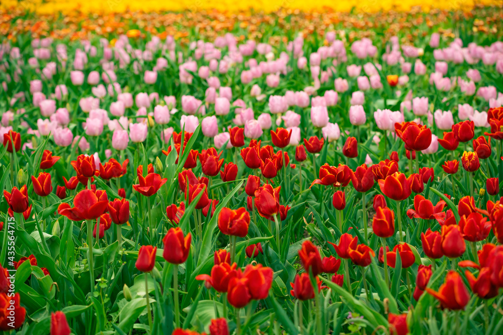 Tulip field in the Netherlands with beautifully colored blooming tulips