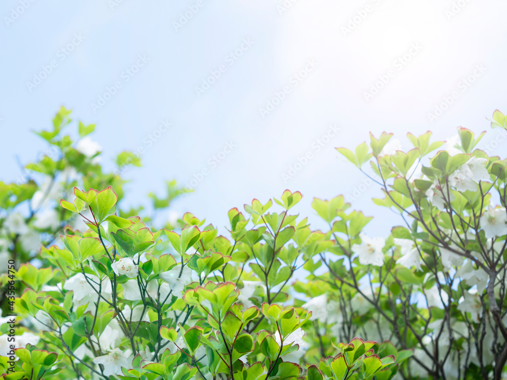 5月の花 シロヤシオ ゴヨウツツジ 5月の花 シロヤシオ ゴヨウツツジ