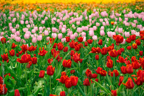 Tulip field in the Netherlands with beautifully colored blooming tulips © Cosminxp