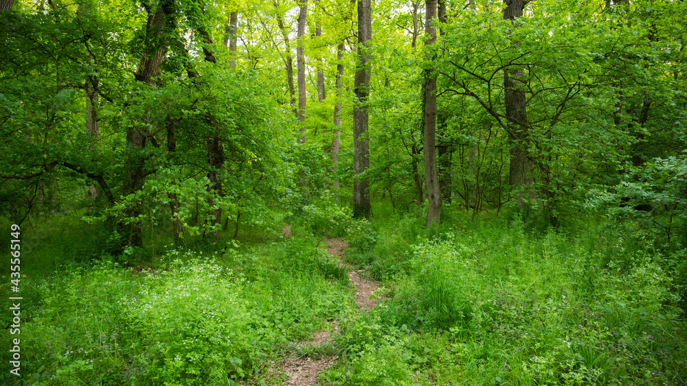 Obraz premium Road through sunny green forest illuminated by sunlight