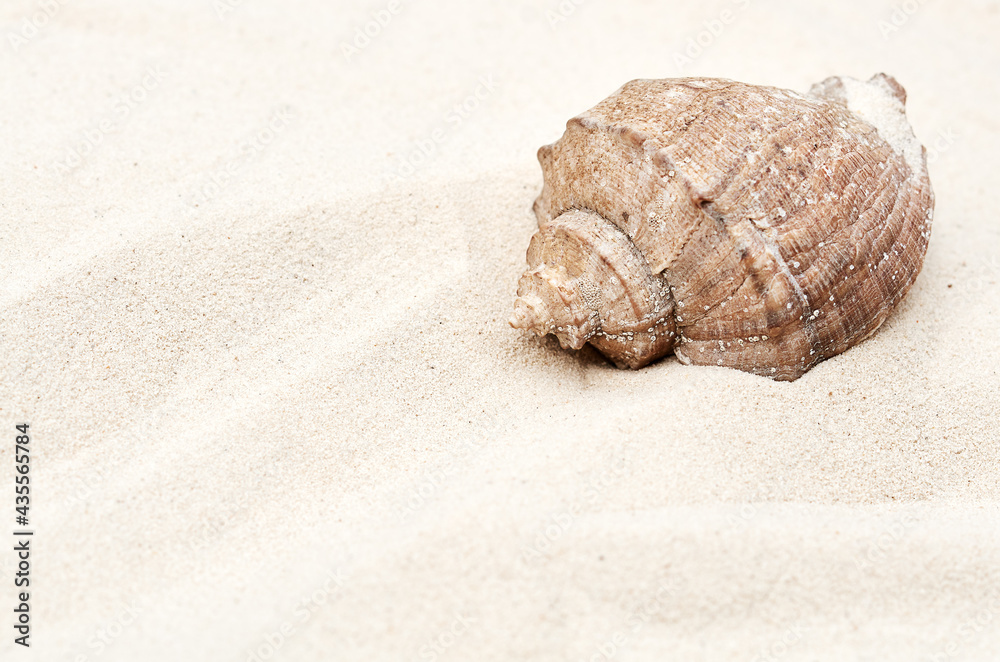 large seashell on the sand in summer large seashell on the sand in summer
